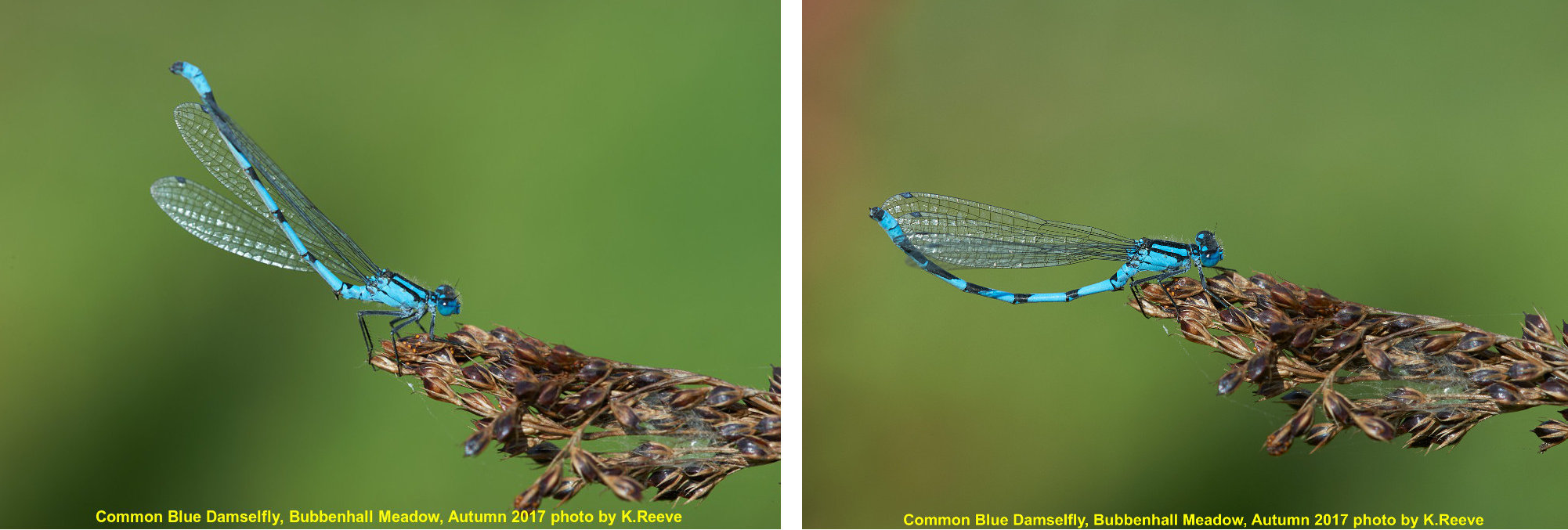 Common Blue Damselfly Autumn 2017